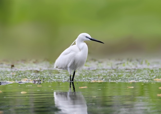 Un petit héron blanc se dresse sur le rivage