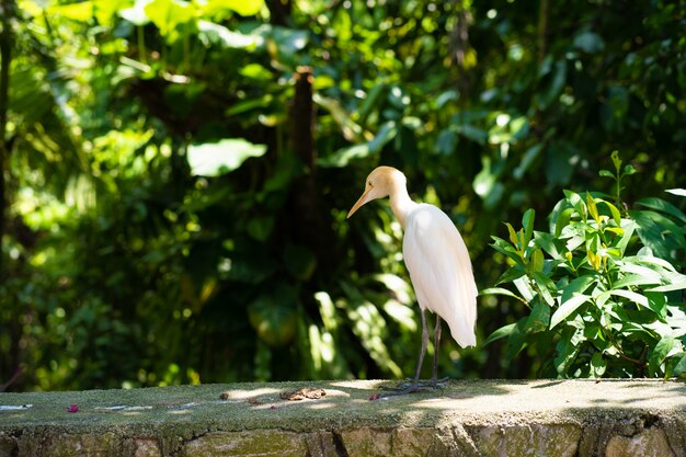 Photo petit héron blanc à tête jaune dans un parc verdoyant