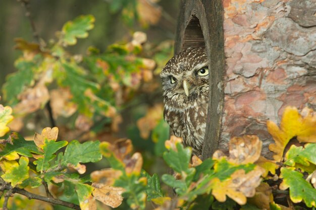 Photo le petit hibou athène noctua oiseau seul sur une branche