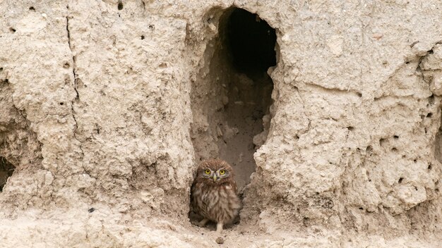 Le petit hibou Athene noctua, se tient près de son trou.