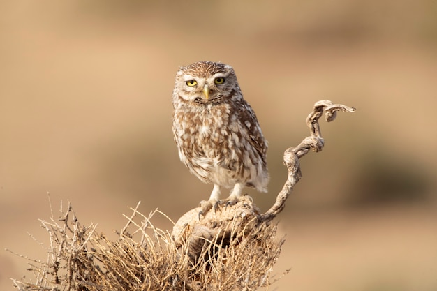 Petit Hibou Dans Sa Tour De Guet Préférée Avec Les Dernières Lumières Du Soir