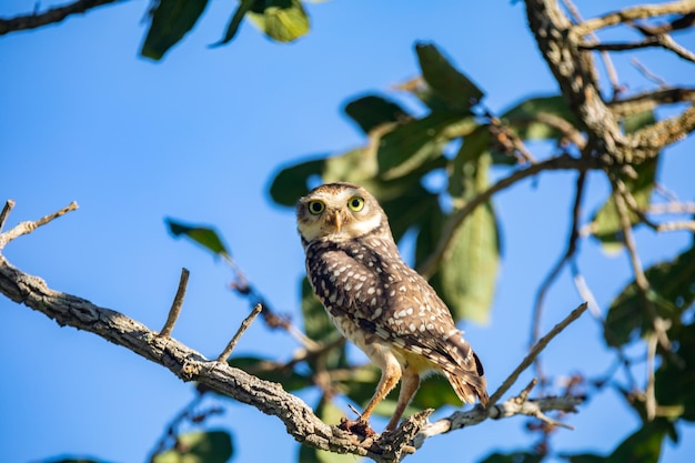 Un petit hibou est assis sur une branche dans un arbre.