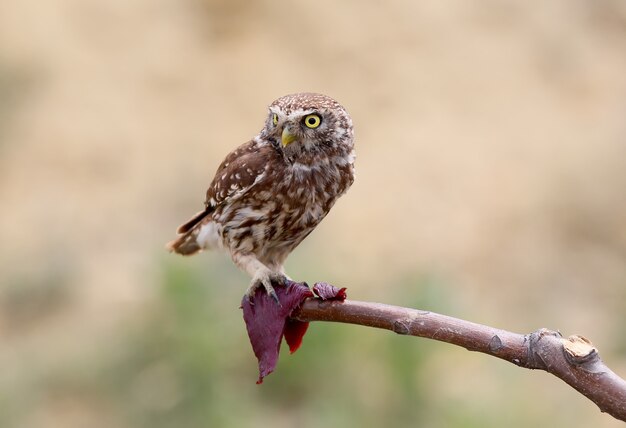 Un petit hibou gros plan portrait