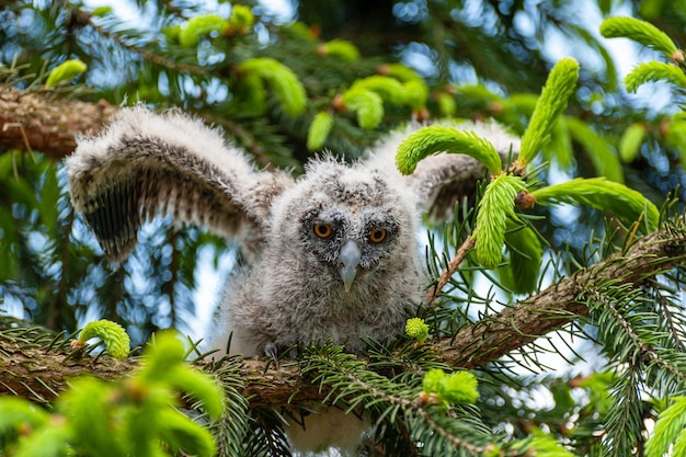 Un petit hibou moyen-duc est assis sur une branche d'arbre dans la forêt