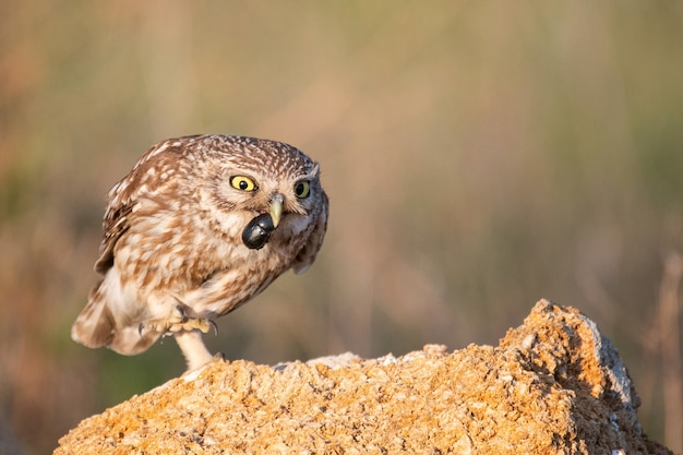 Petit hibou avec proie assis sur une pierre.