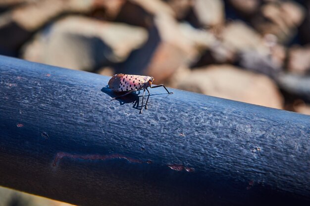 Petit insecte dangereux assis sur une balustrade noire foncée par des rochers