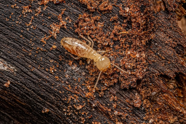 Photo petit insecte termite typique