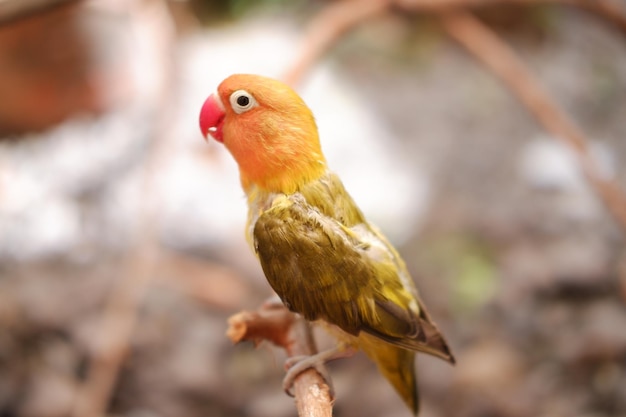 Petit inséparable assis sur une branche d'arbre