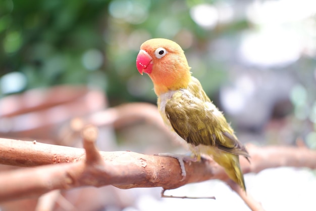 Petit inséparable assis sur une branche d'arbre