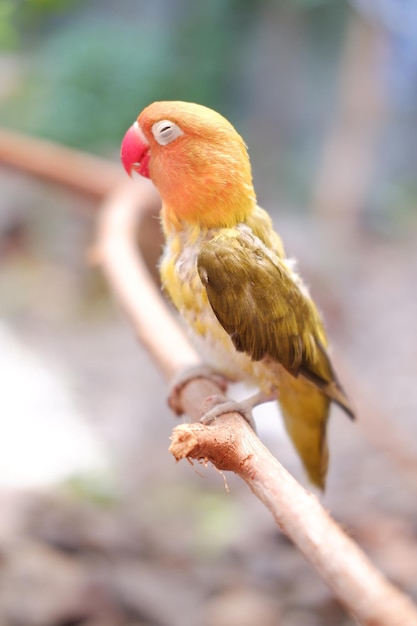 Petit inséparable assis sur une branche d'arbre