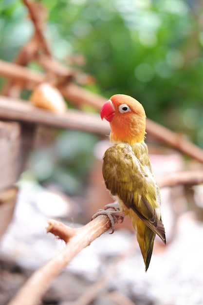 Petit inséparable assis sur une branche d'arbre