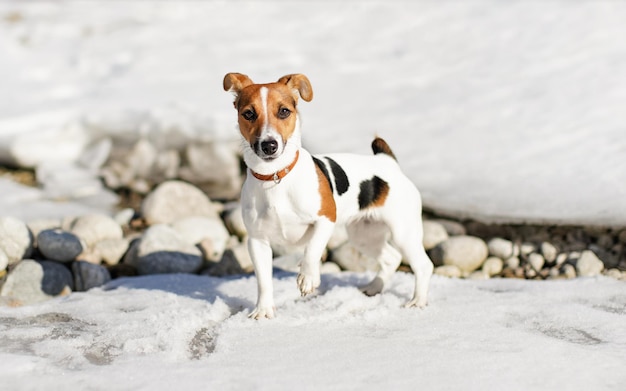 Petit Jack Russell terrier debout sur la neige, une jambe vers le haut, éclairé par le soleil, quelques rochers visibles sous la glace derrière elle.