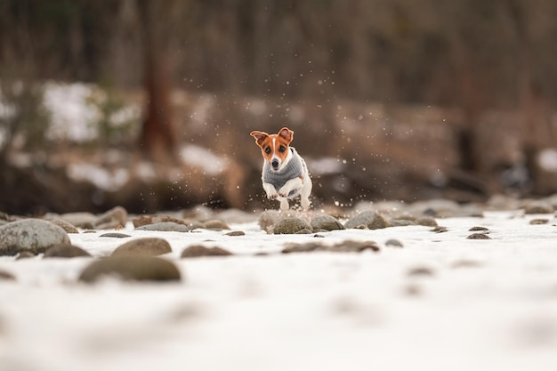 Petit Jack Russell terrier portant un pull chaud s'exécutant sur une rivière couverte de neige au printemps, la pulvérisation de cristaux de glace autour d'elle