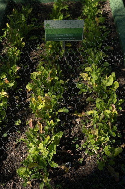 Petit jardin biologique avec de beaux spécimens de roquette et autres feuilles Plantation et récolte faites en permanence