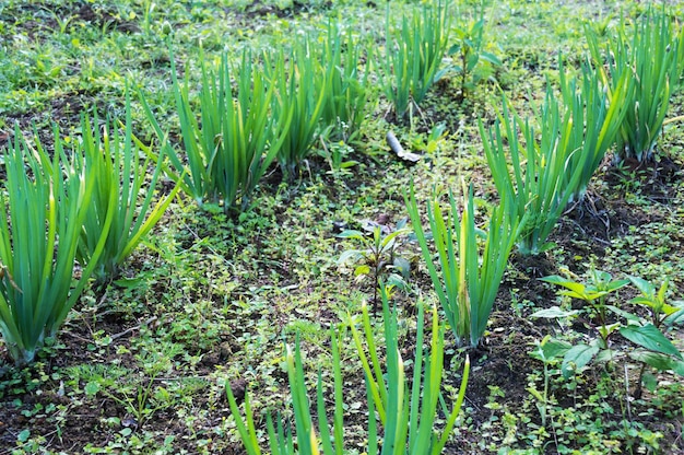 Petit jardin de ciboulette