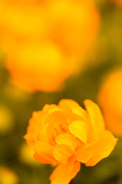 Petit jardin en pleine floraison au début du printemps.