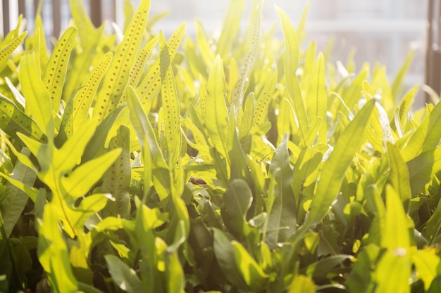 petit jardin vert d&#39;arbre avec la lumière du matin