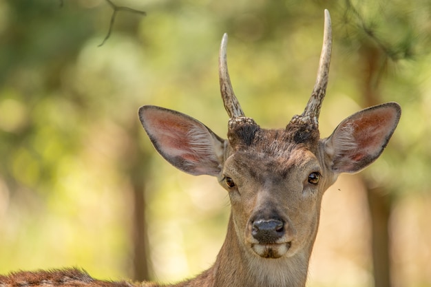 Un petit ou un jeune cerf élaphe mâle aux cornes non développées dans la nature.