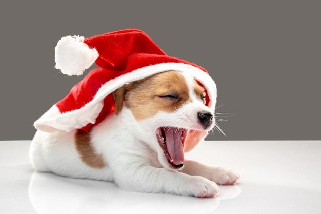 Petit jeune chien avec chapeau de Noël saluant le Nouvel An 2021. Mignon chien blanc marron ludique ou animal de compagnie sur fond gris studio. Concept de vacances, les animaux aiment, célèbrent. Ça a l'air drôle. Espace de copie.