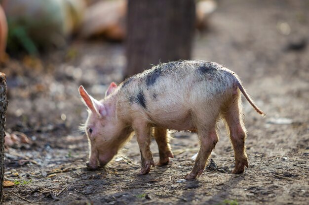 Petit jeune cochon rose et noir sale drôle