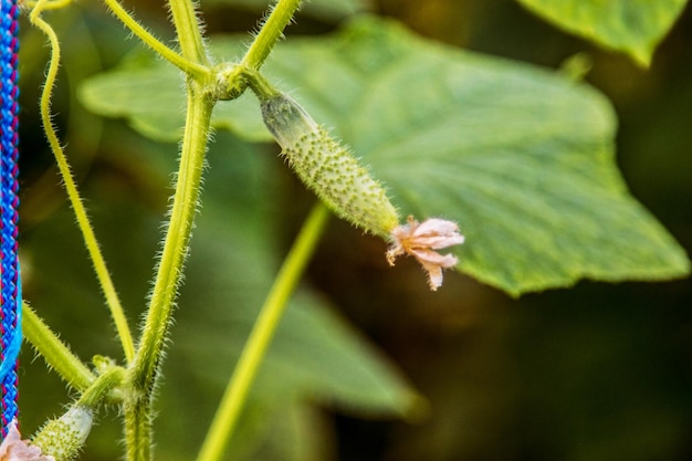 Petit jeune concombre avec une fleur dans une serre