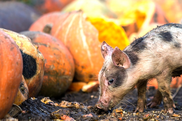 Petit jeune drôle de porc cochon rose et noir sale se nourrissant à l'extérieur sur la cour ensoleillée de tas de grosses citrouilles Culture de truies, production d'aliments naturels.