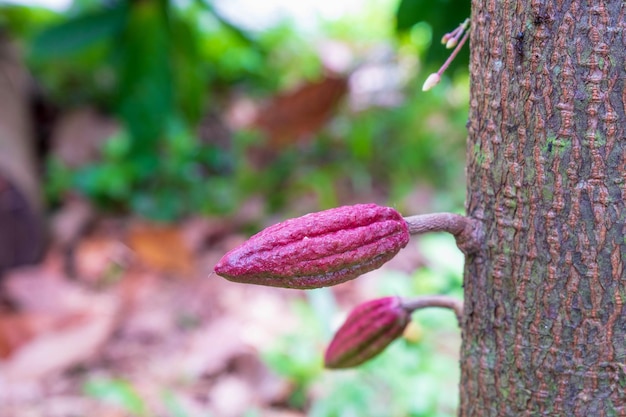 Petit jeune fruit de cacao sur le cacaoyer