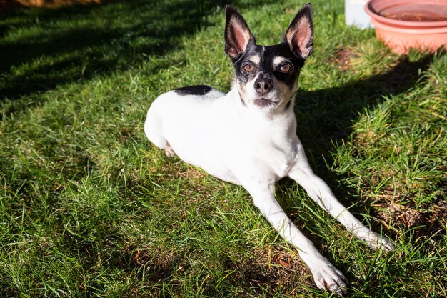 Petit jouet pour chien de famille fox terrier assis sur l'herbe verte