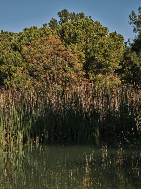 Un petit lac et des arbres