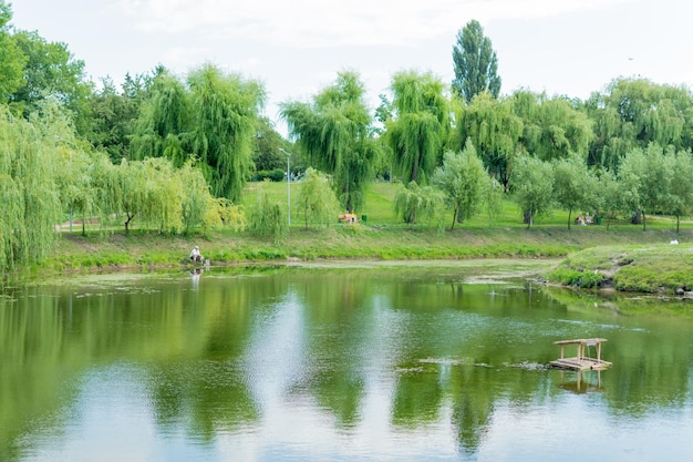 Un petit lac entouré d'arbres verts