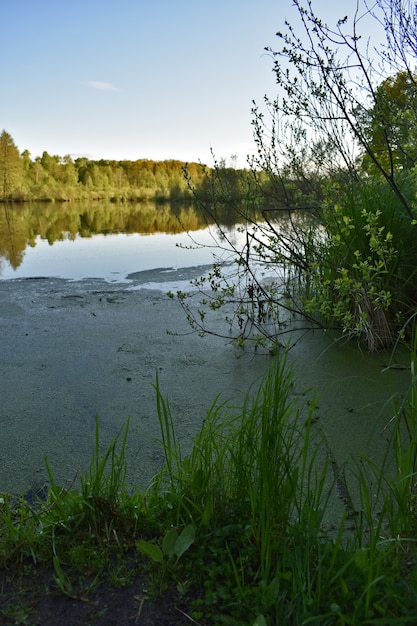 Petit lac entouré de forêt