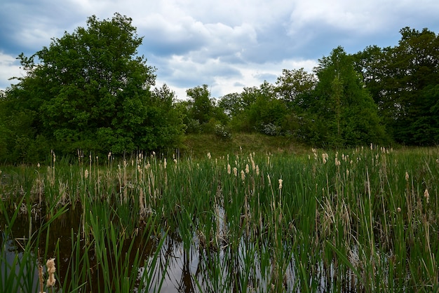 Un petit lac envahi de roseaux à la lisière de la forêt