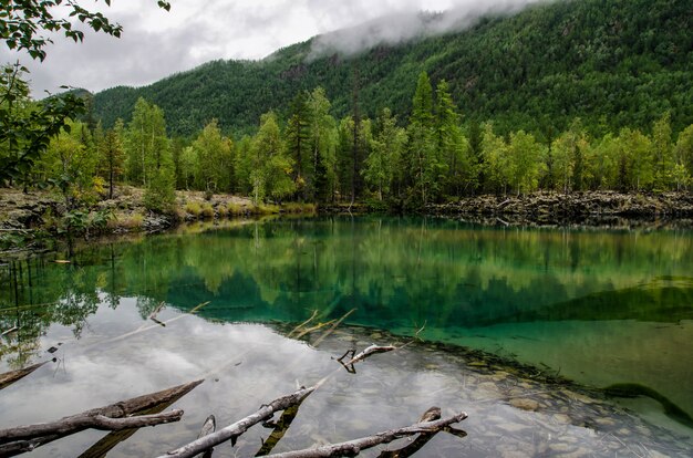 Petit lac forestier avec eau verdâtre et tronc d'arbre dans la forêt d'automne, lac de lave