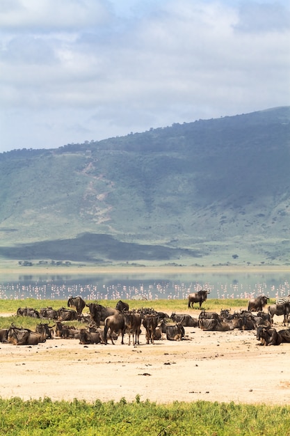 Un petit lac à l'intérieur du cratère. NgoroNgoro, Tanzanie. Afrique orientale