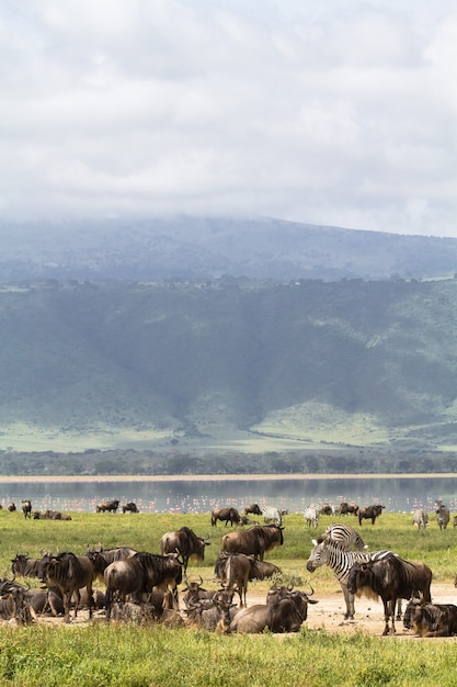 Un petit lac à l'intérieur du cratère. Vue depuis le bas du cratère du Ngorogoro. Tanzanie, Afrique