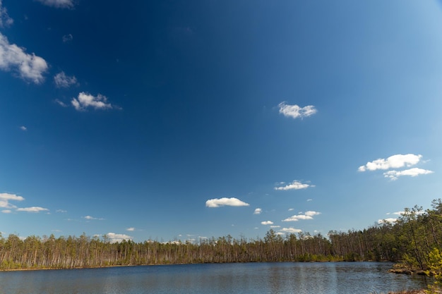 Petit lac marécageux dans la forêt de pins sauvages au printemps en Biélorussie