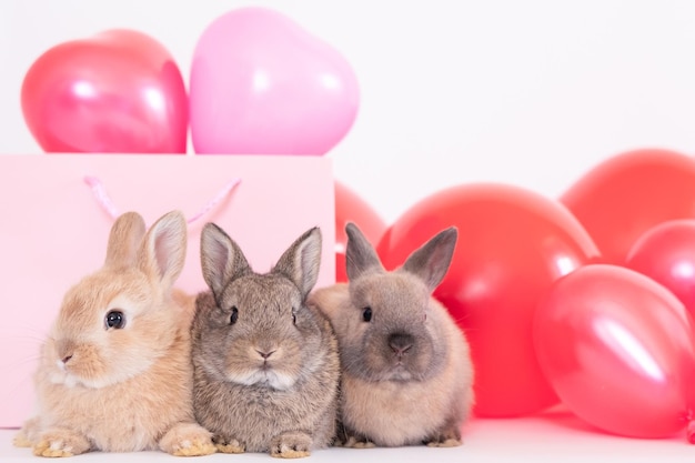 Le petit lapin avec des ballons roses rouges colorés aime animal de compagnie ra