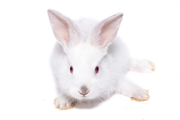 Photo petit lapin blanc aux yeux rouges, isoler, lapin de pâques