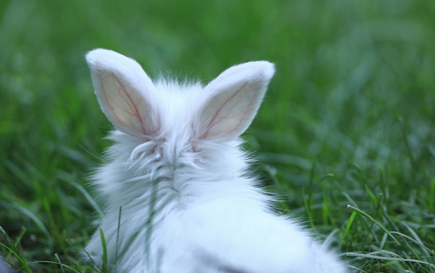 petit lapin blanc dans un champ vert