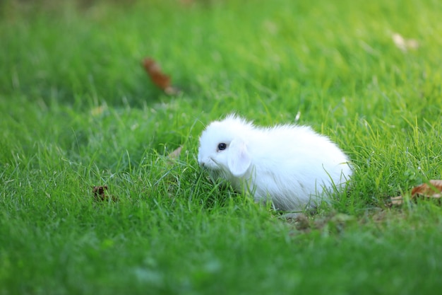 petit lapin blanc dans un champ vert