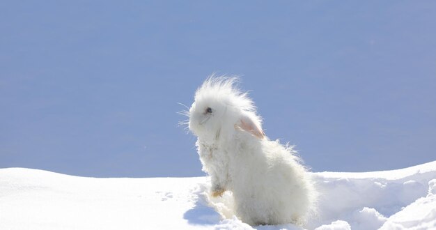 Un petit lapin blanc drôle dans la neige.