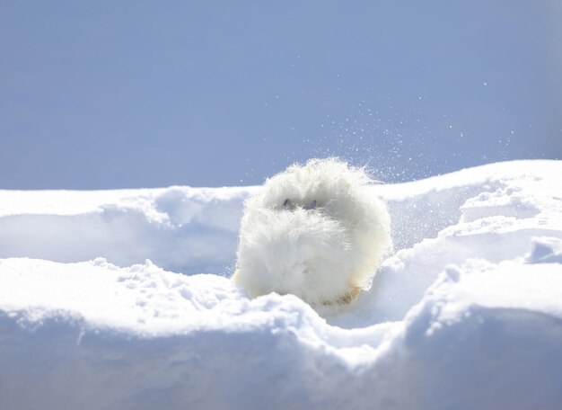 Un petit lapin blanc drôle dans la neige.