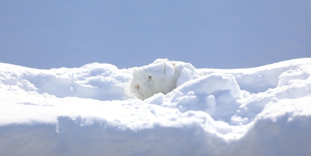 Un petit lapin blanc drôle dans la neige.