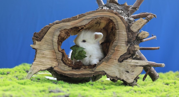 petit lapin blanc drôle à l'extérieur