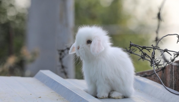 petit lapin blanc drôle à l'extérieur