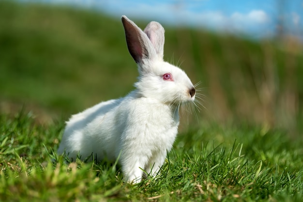 Petit lapin blanc sur l'herbe verte en journée d'été