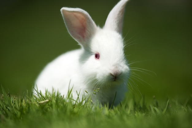 Petit lapin blanc sur l'herbe verte en journée d'été