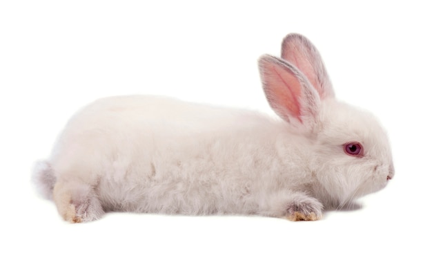 Petit lapin blanc isolé sur fond blanc