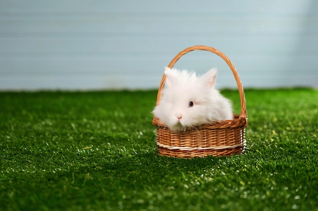 Petit lapin blanc moelleux, race Angora, assis dans un panier sur un tapis vert