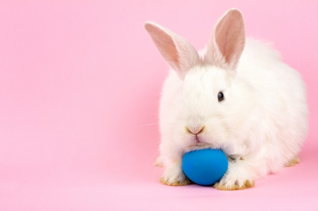 Un petit lapin blanc de Pâques moelleux avec un œuf bleu sur un mur rose pastel.